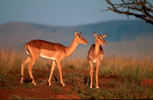 Impalas (Aepyceros melampus), females, Itala Game Reserve, South Africa, black heeled antelope,