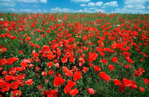 Poppy flowers (Papaver rhoeas), Lower Saxony, Germany, Europe