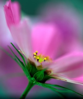 Cosmos or Mexican Aster (Cosmos bipinnatus)