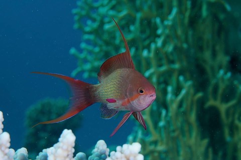 Sea goldie (Pseudanthias squamipinnis), male, dive site House Reef, Mangrove Bay, El Quesir, Red
