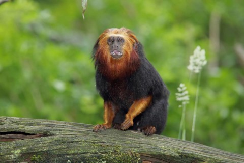 Golden-headed (Callitrichidae) lion monkey, adult, Golden-headed lion monkey, golden-headed lion