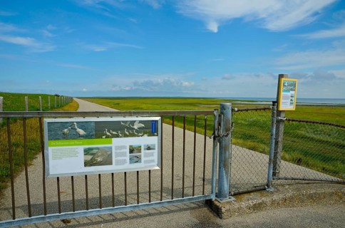 Nature reserve De Schorren, view from the dike to the salt marshes, island Texel, North Sea, North