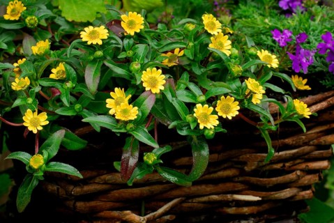 Mexican creeping zinnia (Sanvitalia procumbens) Hussar's Head