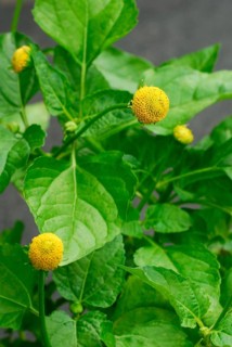 Paracress (Spilanthes oleracea) (Acmella oleracea), tingling button, toothache plant