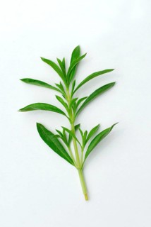 Winter savory (Satureja montana), Mountain savory, Savory