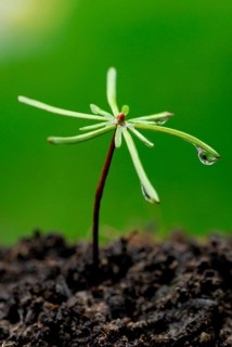 Spruce seedling, spruce, seedling, reforestation