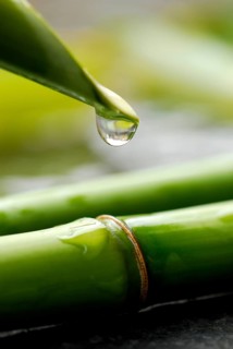 Bamboo cane with water drops