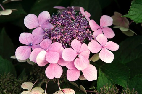 Hortensia (Hydrangea macrophylla)