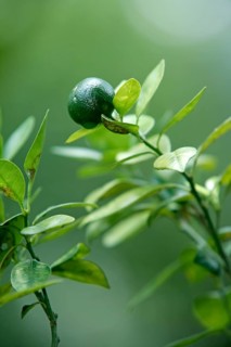 Lime (Citrus latifolia)