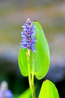 Pickerelweed (Pontederia cordata), Pontederiaceae
