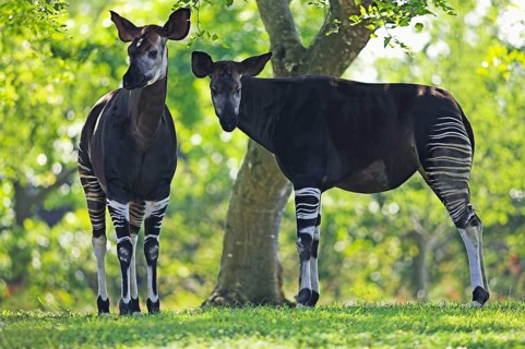 Okapis (Okapi johnstoni)