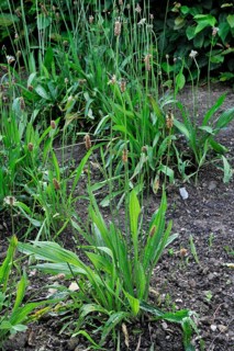 Ribwort plantain (Plantago lanceolata), plantain family, Ribwort plantain, English plantain