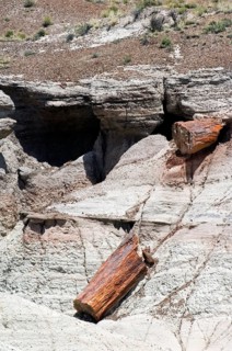 Petrified wood exposed by soil erosion in the badlands of the Painted Desert and Petrified Forest