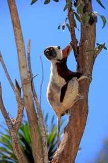 Coquerel's sifaka (Propithecus verreauxi coquereli), Madagascar, Africa