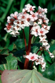 Bergenia (Bergenia cordifolia)