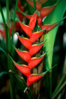 Lobster Claw (Heliconia caribaea)