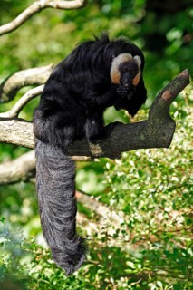 Pale-headed Saki, male (Pithecia pithecia)