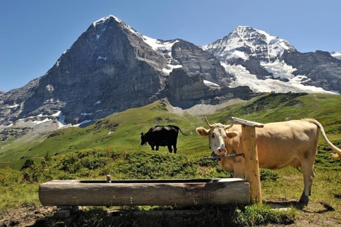 Mount Eiger and the domestic cattle (Bos taurus) with cowbell at the drinking trough in the