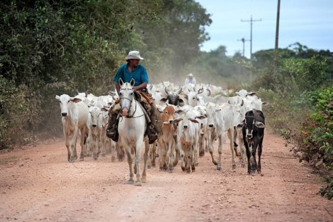 Cowboy on horseback with herd of cattle, Pantanal, Brazil, vaqueiro, pantaneiro horse, South