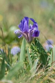 Iris species (Iris pumila), Austria, Europe