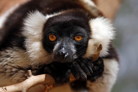 Black-and-white Ruffed Lemur, Madagascar (Varecia variegata variegata)