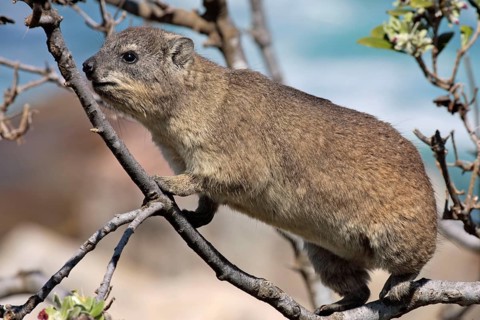 Common Rock Hyrax (Procavia capensis), South Africa, Africa
