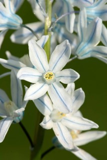 Striped Squill (Puschkinia scilloides), lebanon squill