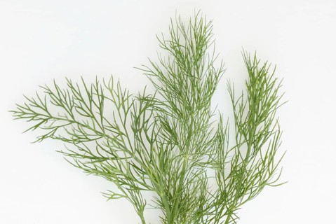 Dill (Anethum graveolens)