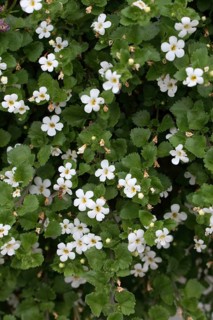 Snow Flake (Sutera diffusa)