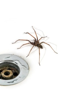 Giant house spider (Tegenaria duellica) (Tegenaria gigantea) in the washbasin, sink next to the