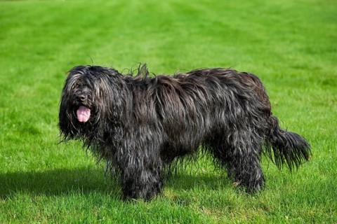 Schapendoes, Dutch shepherd domestic dog (Canis lupus familiaris) in the garden