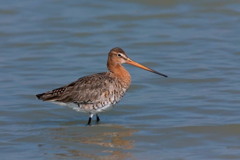 Black-tailed godwit (Limosa limosa) wading through shallow water, Austria, Europe