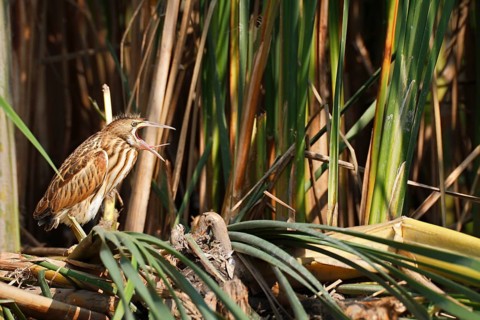 Little Bittern (Ixobrychus minutus), young bird, Middle Elbe Biosphere Reserve, Dessau-Roßlau,