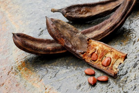 Carob tree (Ceratonia siliqua) fruit husks, carobs