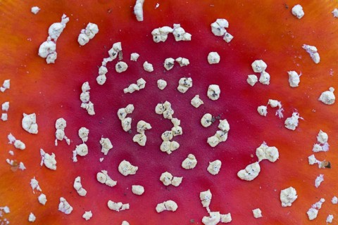 Close-up of red cap of fly agaric (Amanita muscaria), fly amanita mushroom showing white spots,