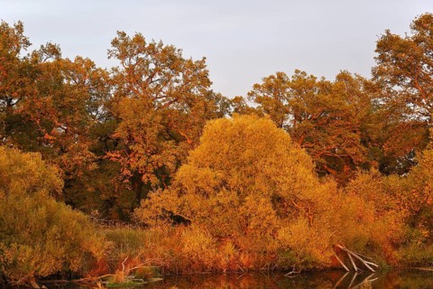 Ancient oaks with willows in autumn foliage at an oxbow lake, Middle Elbe Biosphere Reserve,