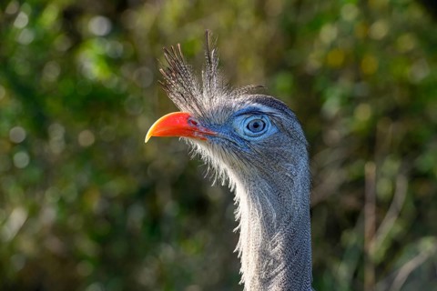 Red-legged seriema (Cariama cristata) at the breeding station of the Conservation Land Trust at the