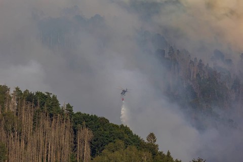 Forest fire