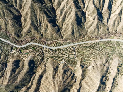 The Gor river valley is grown with cultivated olive trees (Olea eropaea), aerial view, drone shot,