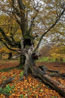 Ancient copper beech (Fagus sylvatica), Hutebuche, Hutewald Halloh, Hesse, Germany, Europe
