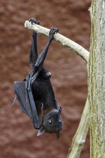 Lyle's flying fox (Pteropus lylei) native to Cambodia, Thailand and Vietnam, male hanging upside