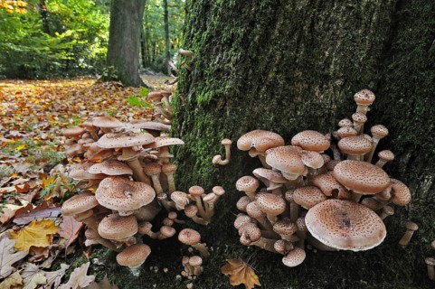 Dark honey fungus (Armillaria solidipes) (Armillaria ostoyae) at base of infected tree