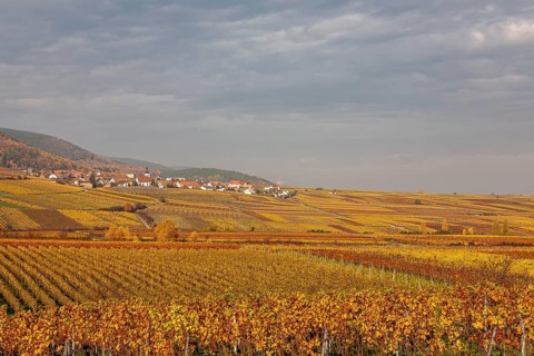 Autumn-coloured vineyards with the wine village of Weyher, Southern Palatinate, Palatinate,