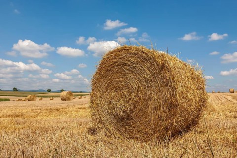 Stubble field with straw rolls, Palatinate, Rhineland-Palatinate, Germany, Europe