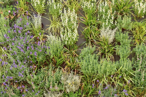Living green wall, a vertical structure intentionally covered by plants in a growing medium