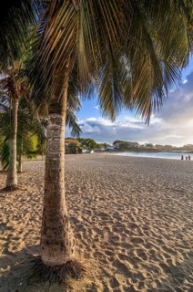Palms at sandbeach in twilight.Tarrafal. Santiago. Cabo Verde. Africa