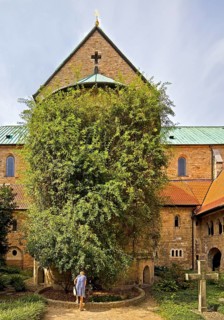 Thousand-year-old rose bush in the cemetery of the Mariendom, landmark of the city of Hildesheim,