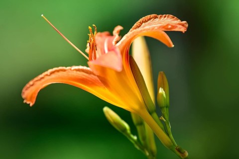 Flowering daylily (Hemerocallis fulva), Bavaria, Germany, Europe