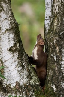 Beech marten (Martes foina), Bitburg, Rhineland-Palatinate, Germany, Europe