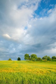 Summer thunderstorm atmosphere over lush green wheat fields in the evening light, Zürcher Oberland,